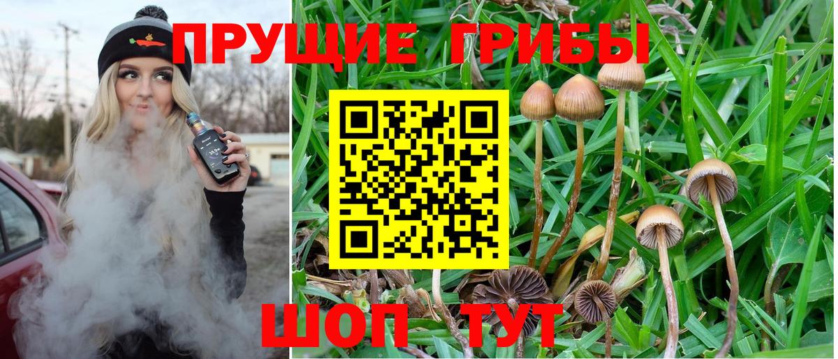 Черногорск  Псилоцибиновые грибы Cubensis  Вход с VPN  Псилоцибиновые грибы Cubensis 